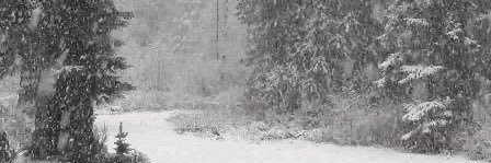 Iceland of SHEDtwt banner