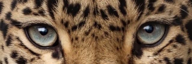 Isabela Marcari. banner