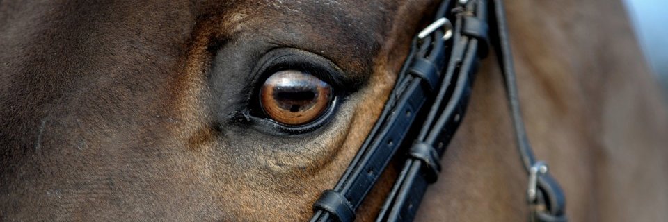 oscarnieto70's profile banner image