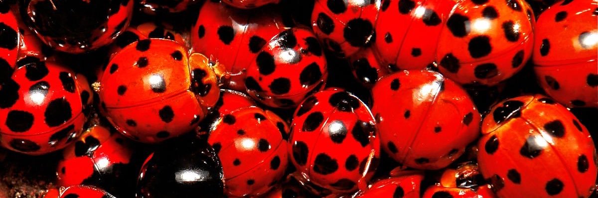 yari ( • ⩊ • ) #IR2 banner