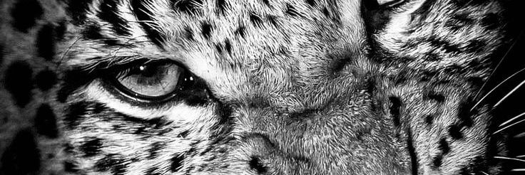 peace maker . banner