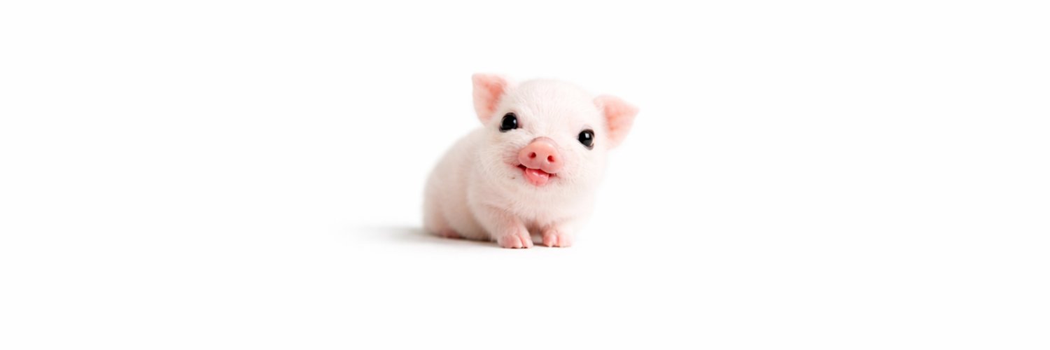 tiny pig (@thetinypig) / Posts / X