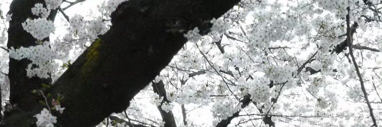 SssdDd4093's profile banner image