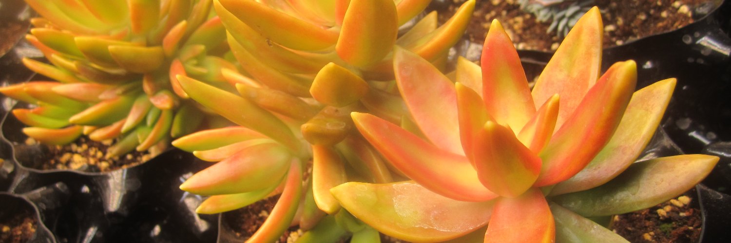 Anthony S Denslow banner