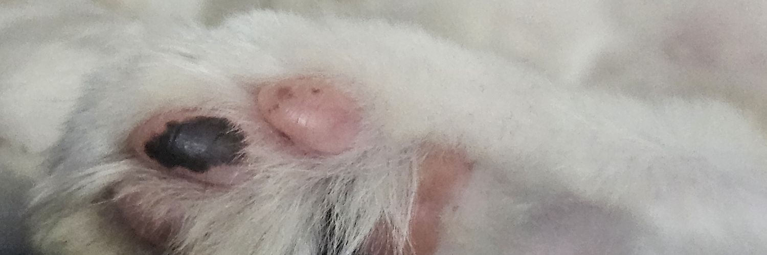 Nenecito Tripa banner