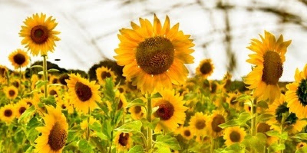 aliash's profile banner image