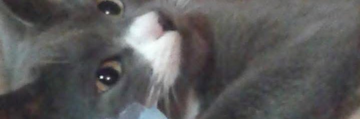 lorrainewilson4's profile banner image