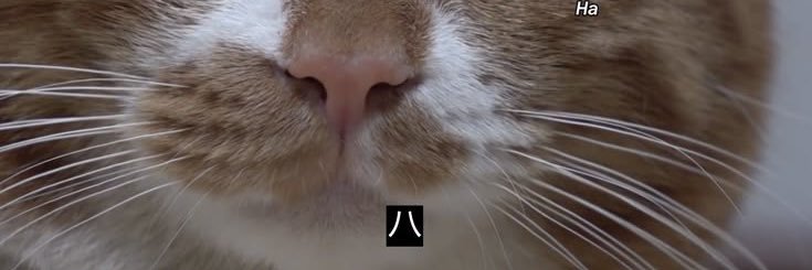 ｳｪｺﾞﾋﾞ banner