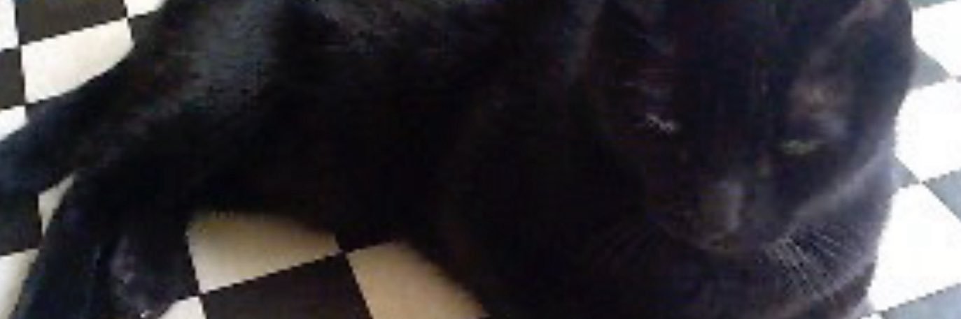 OuiNon🐾戦争反対 banner