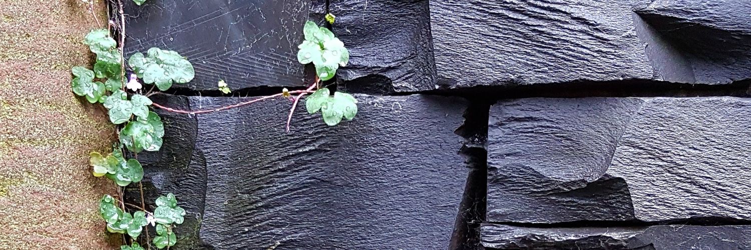 Caro Stenstrom Clarke banner