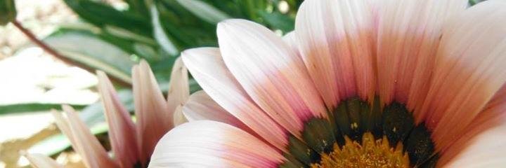 kate_Rm's profile banner image