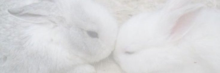 ˚₊ Oᴅᴇʟɪᴀʜ ꒰ঌ🤍໒꒱ ~ 𝓂𝒾𝓀𝓊 𝑜𝒻 𝑒𝒹𝓉𝓌𝓉 banner