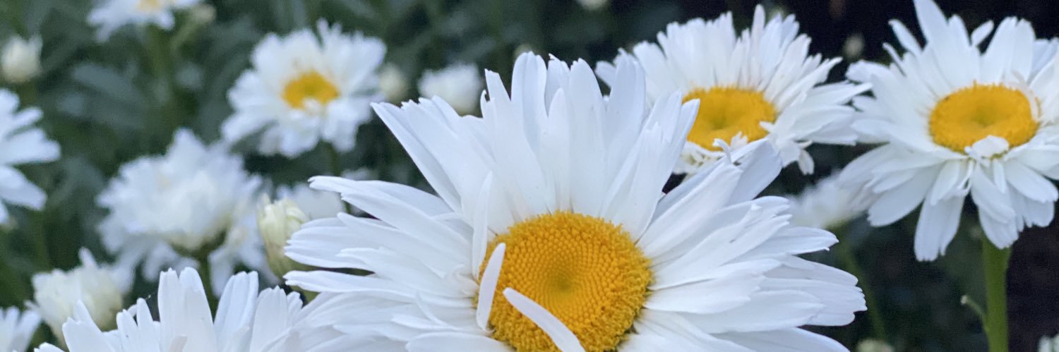 FaShoDoe's profile banner image