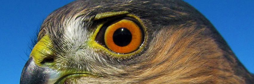Sparrowhawk 🔞🏳️‍⚧️ banner