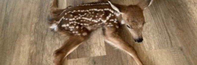 ✿ banner