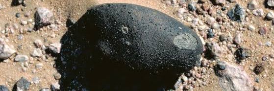 alone twin champion amoeba mewgenics banner