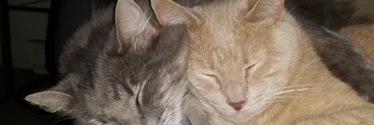 datawar's profile banner image