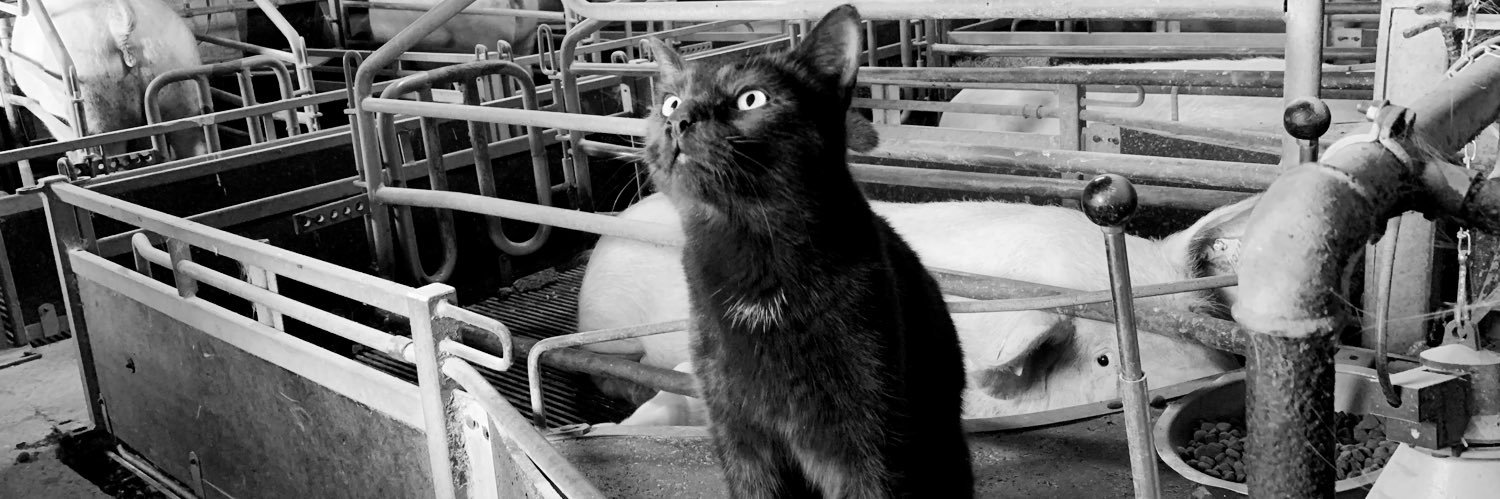 Dr. Eimear Mc Loughlin banner