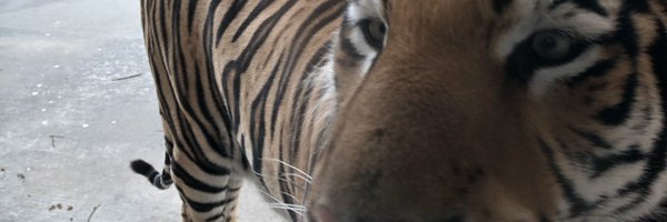 GingerGuttner Profile Banner