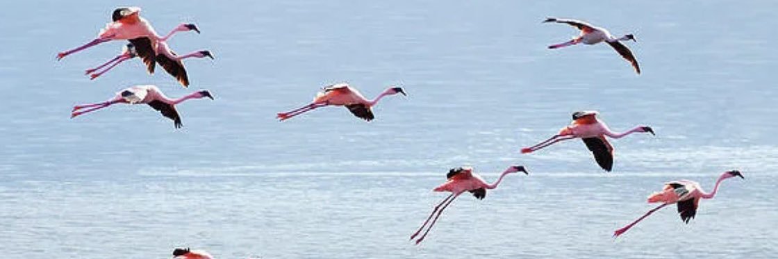 The Flamingo banner