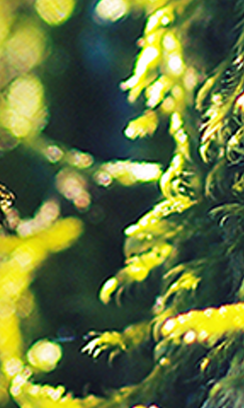 halakhitabatak's profile banner image