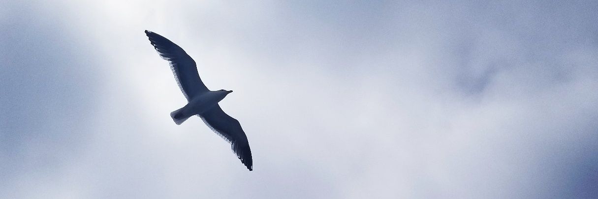 doraboraa's profile banner image