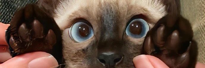 salmonnaaburiyy banner