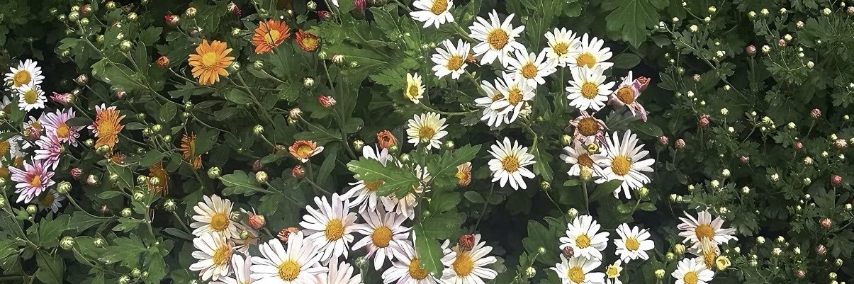 disesu11's profile banner image