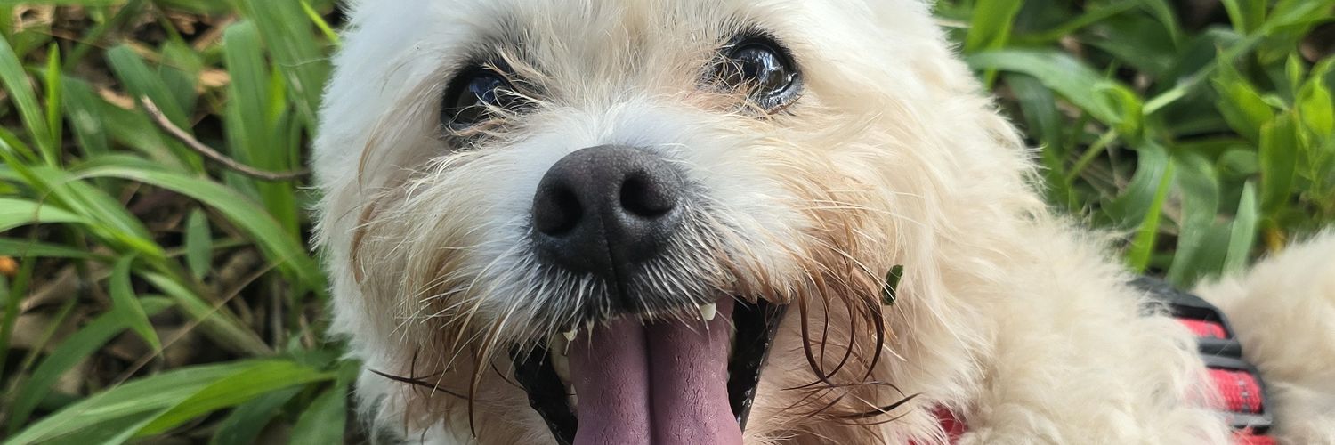 Strawcherryee's profile banner image