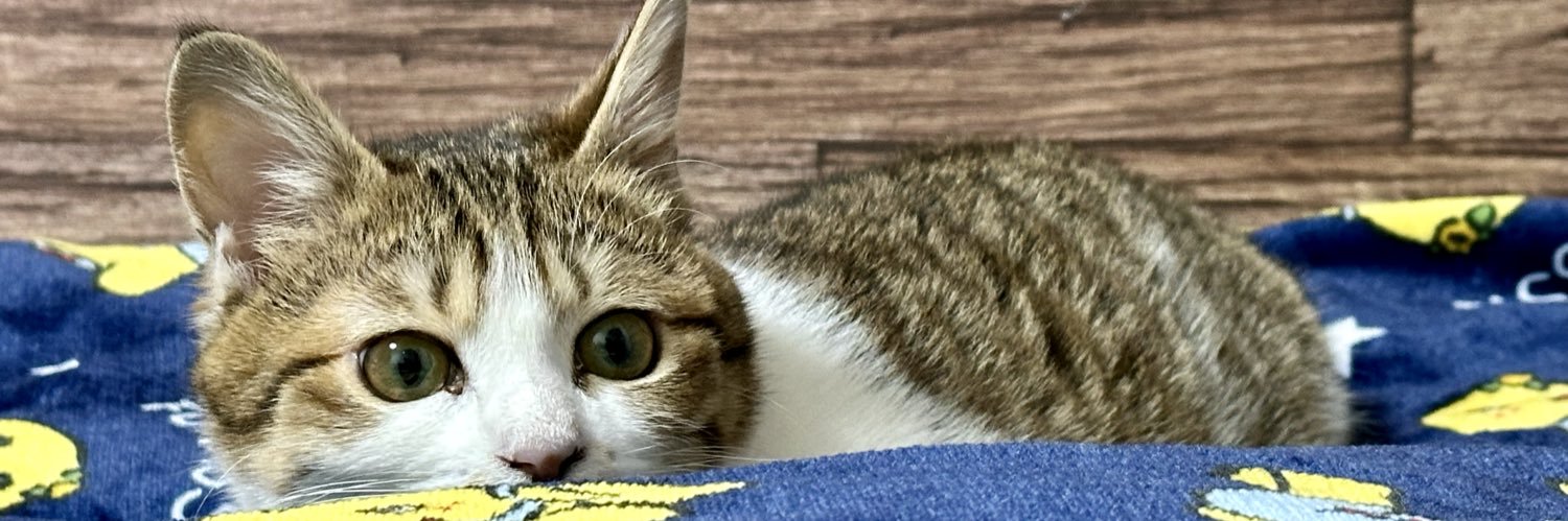emi banner