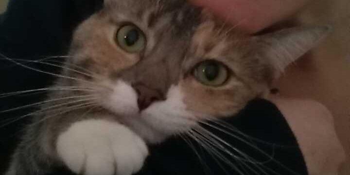 Lizforton's profile banner image