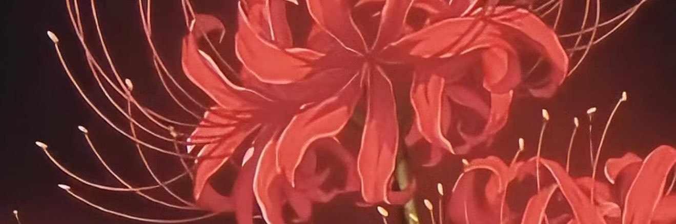 zorromd6's profile banner image