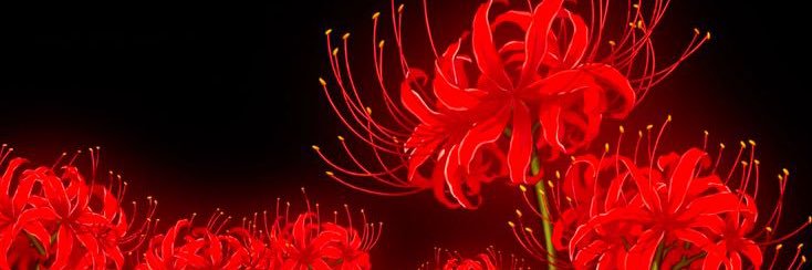 Aqua De Santis banner