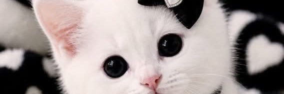 evawithnoadam1's profile banner image