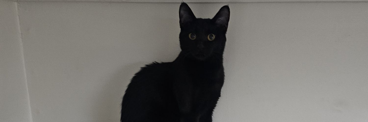 가족 찾는 💖토토💖 입양 홍보계 banner