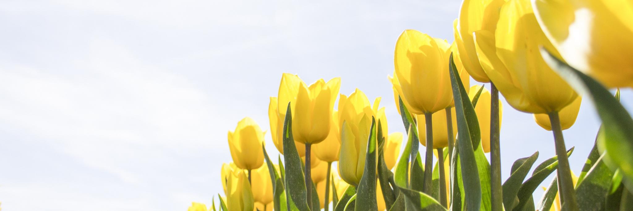 Vizhen1's profile banner image