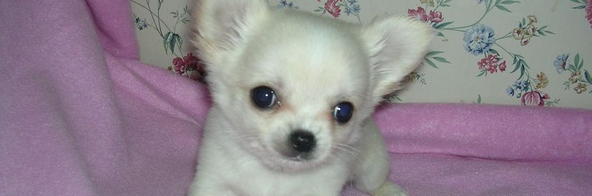 퐁리 banner