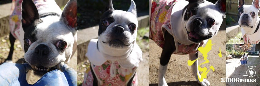 33dogworks's profile banner image