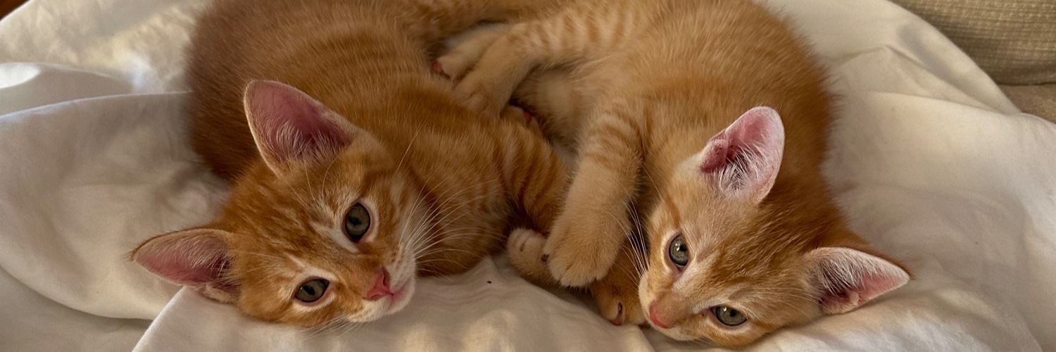 ilonapet's profile banner image