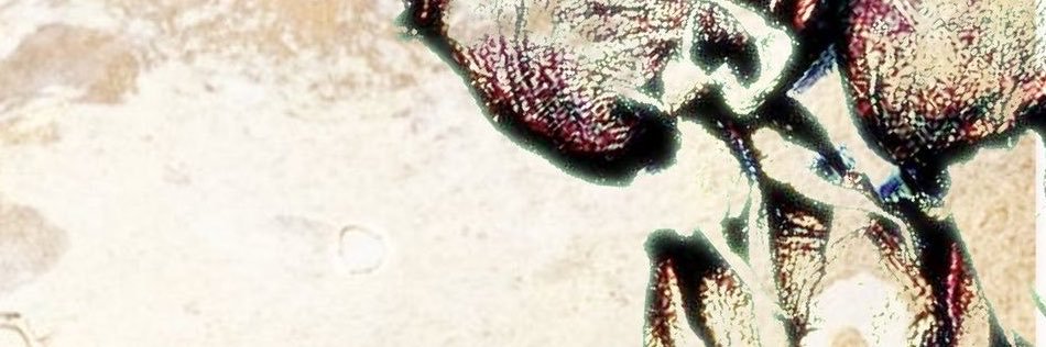 Soulscar42's profile banner image