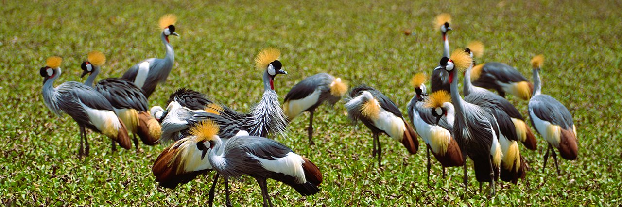 International Crane Foundation banner