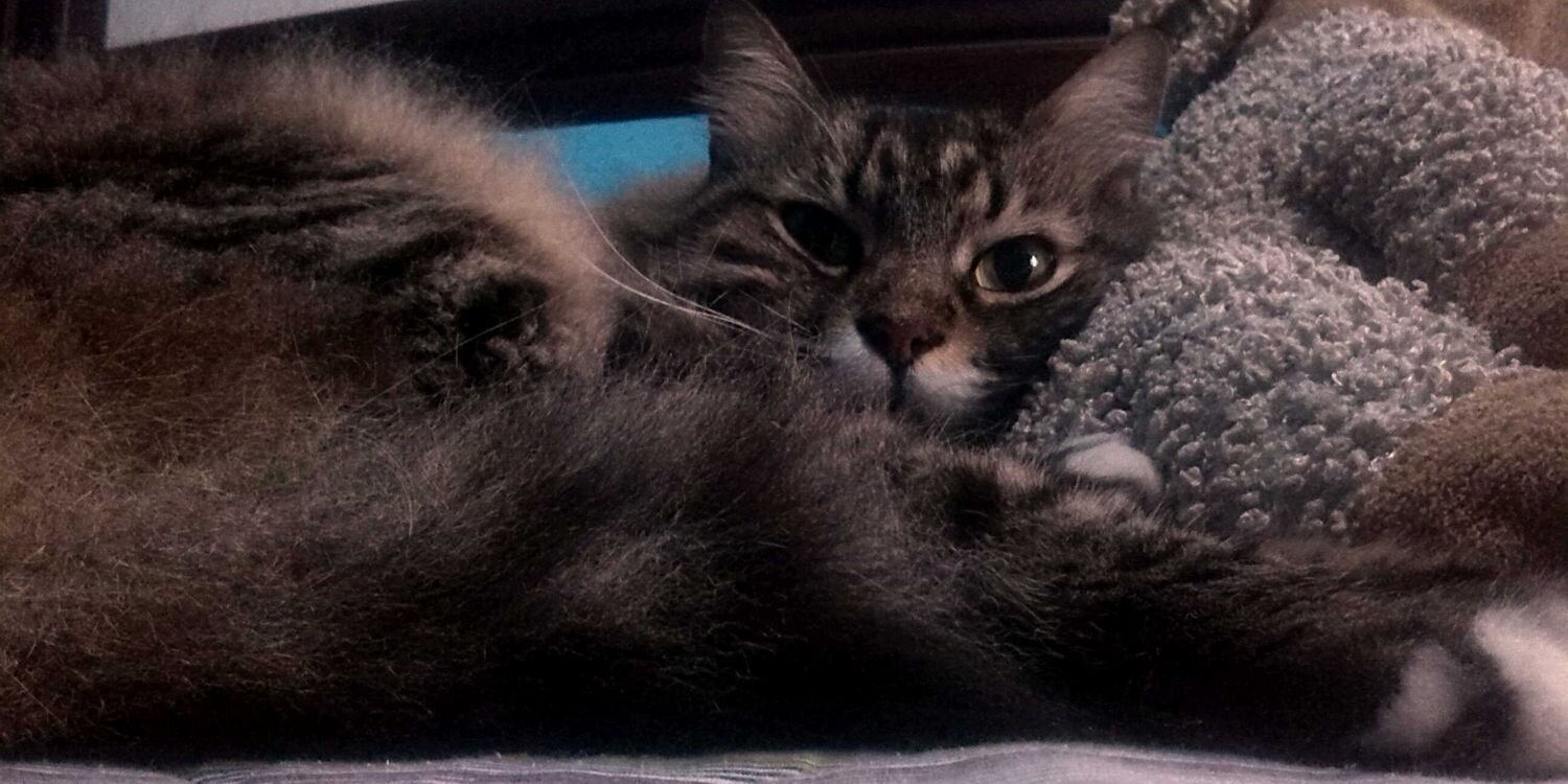 T R I N Y D I A Z banner