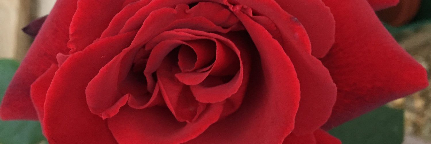 Shona Fullerton banner