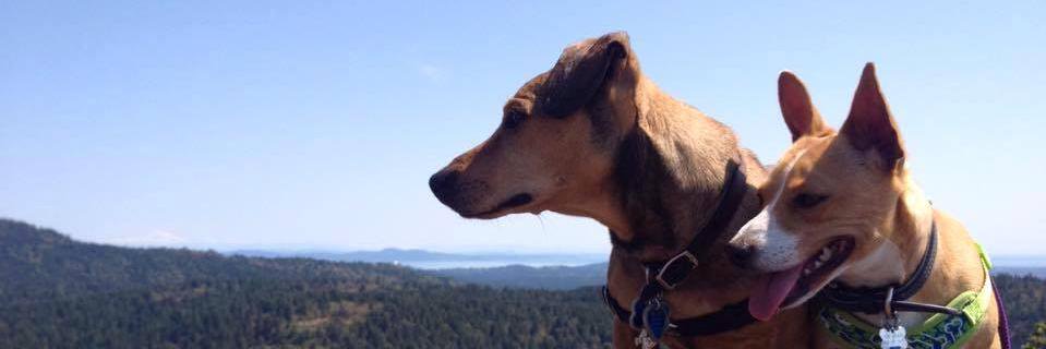 Amy_Alligator's profile banner image