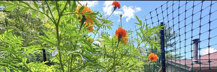 Becca Swanson banner