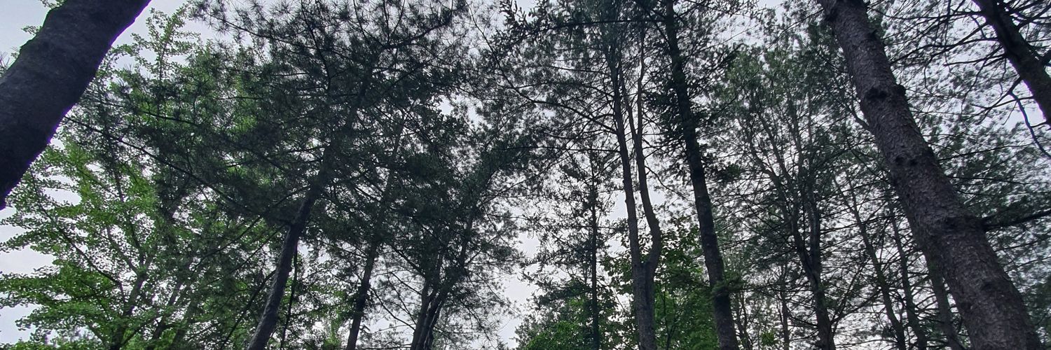 afrilwibisono's profile banner image