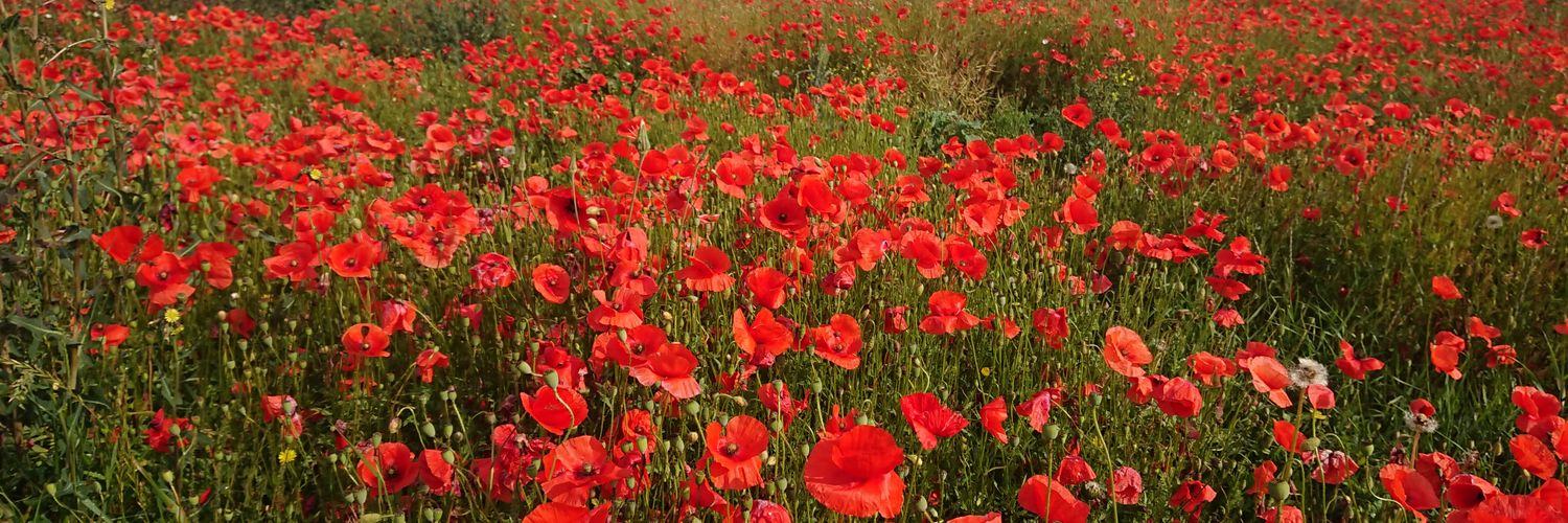 Ingrid Olsson banner