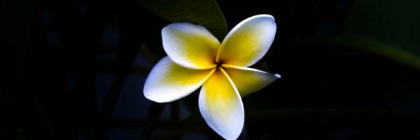 Breathwork Profile Banner