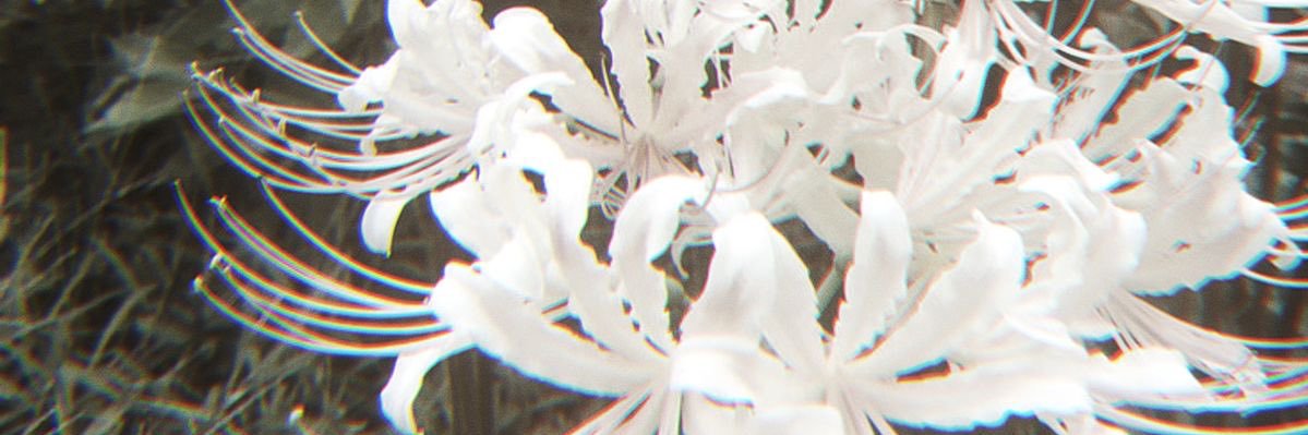 Mori🏳️‍⚧️ banner
