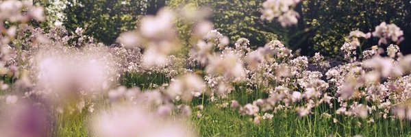 doehrts Profile Banner